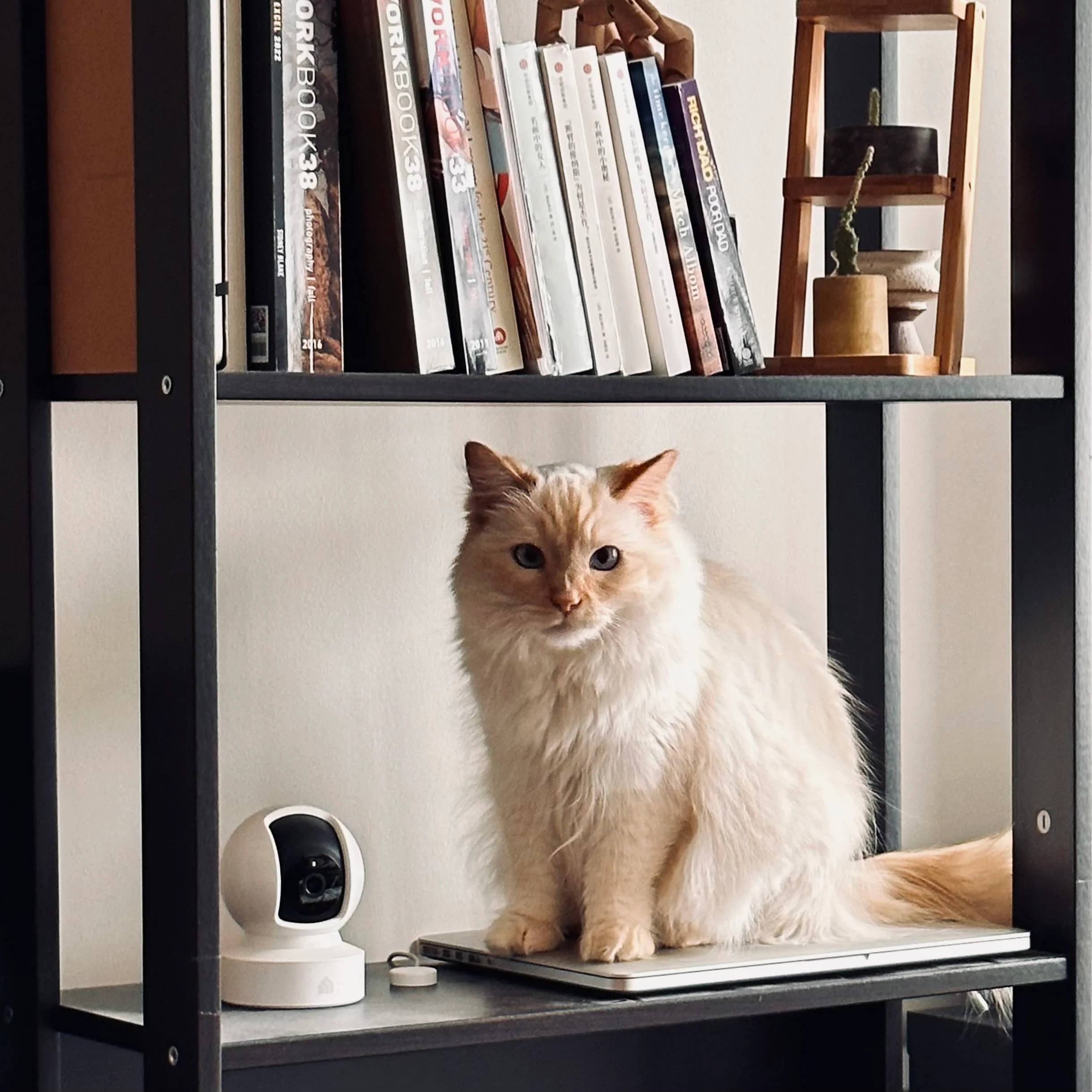 Kasa 1080p Indoor Pan/Tilt Wired Security Camera - Works as a Baby & Pet Monitor, Motion Detection & Tracking, 2-Way Audio, Night Vision, Subscription-Free Local Storage or Optional Cloud, EC70 - Image 6